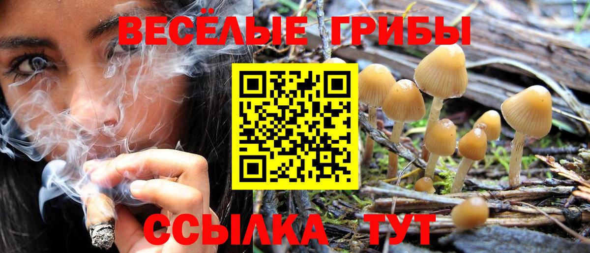 Галлюциногенные грибы Psilocybe  Вход с VPN  Грозный 